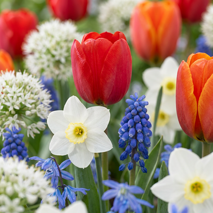 1000x Blumenzwiebeln aus Holland - Blumenzwiebeln aus Holland - Diversen - Zomerbloeier - Bolmaat 10/12
