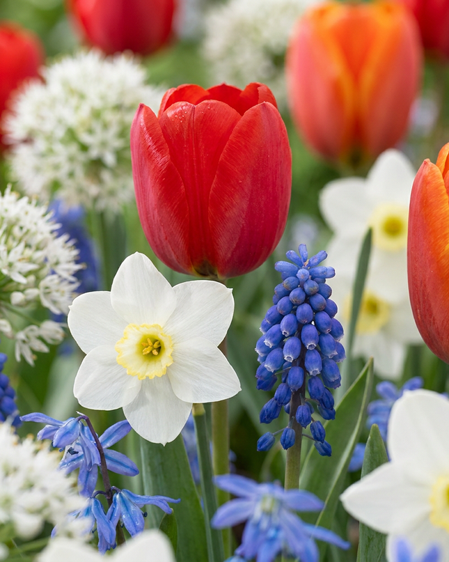1000x Blumenzwiebeln aus Holland - Blumenzwiebeln aus Holland - Diversen - Zomerbloeier - Bolmaat 10/12