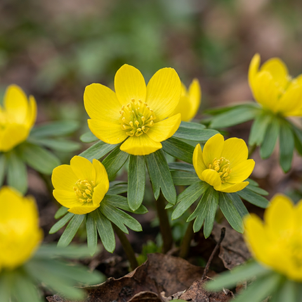 200x Eranthis Cilicica – Kilikischer Winterling – Gelb – Frühjahrsblüher – Zwiebelgröße 4/5