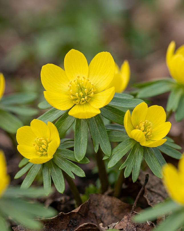 200x Eranthis Cilicica – Kilikischer Winterling – Gelb – Frühjahrsblüher – Zwiebelgröße 4/5