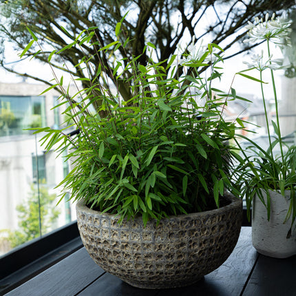 Bamboe - Fargesia rufa - Groen - 4 Planten - Bladhoudend - Niet Woekerend- Pot 17cm Hoogte 60cm