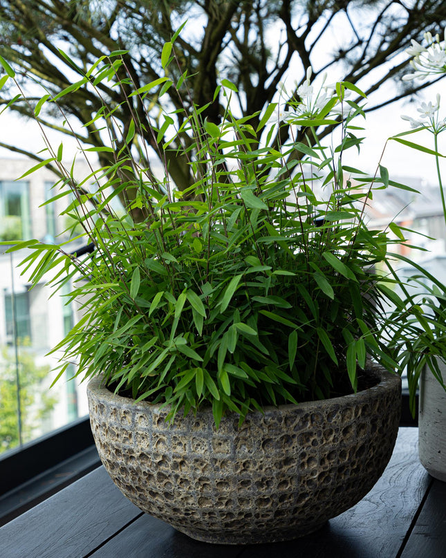 Bamboe - Fargesia rufa - Groen - 4 Planten - Bladhoudend - Niet Woekerend- Pot 17cm Hoogte 60cm