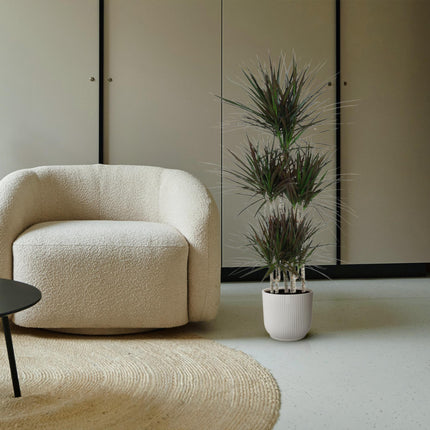 Dracaena Magenta Carrousel - 150cm - ø31