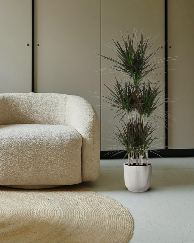 Dracaena Magenta Carrousel - 150cm - ø31