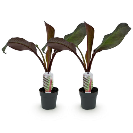 Bananen plant - 2 planten - Ensete ventricosum Maurelli - Winterhard - Pot 12cm Hoogte 30cm