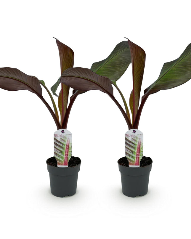 Bananen plant - 2 planten - Ensete ventricosum Maurelli - Winterhard - Pot 12cm Hoogte 30cm
