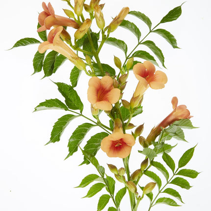 Campsis Indian Summer - Trompetbloem Oranje - Ø15cm - ↕65cm - Ø15 - ↨65cm