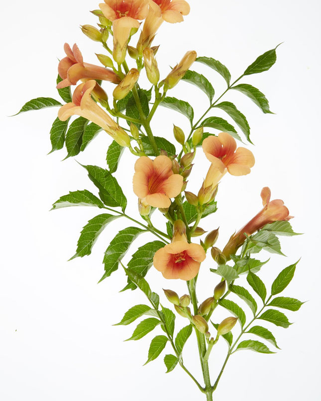 Campsis Indian Summer - Trompetbloem Oranje - Ø15cm - ↕65cm - Ø15 - ↨65cm