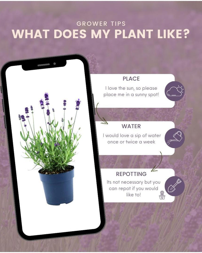 24 x Lavandula angustifolia Felice® - Ø12 cm - ↕25 cm