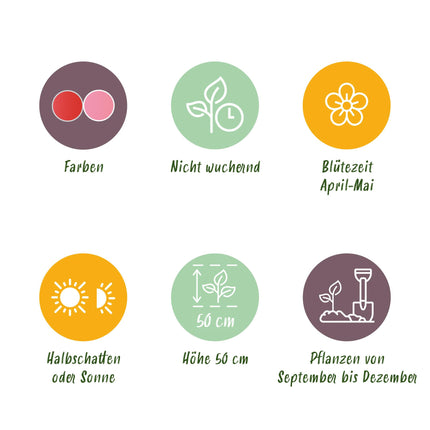 Bloembollen - Tulp Pink en Red - Kleur Roze en Rood - 40 stuks - Bolmaat 10/12