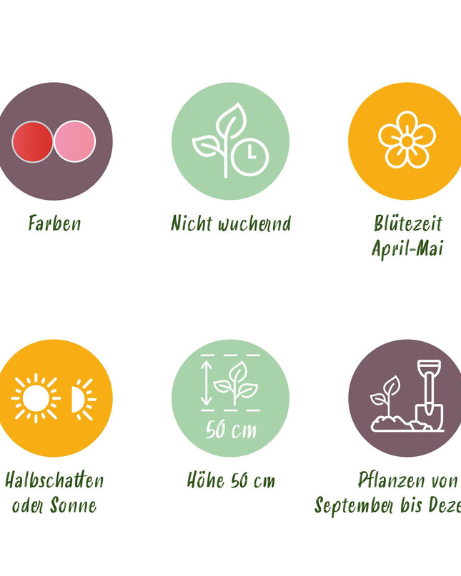 Bloembollen - Tulp Pink en Red - Kleur Roze en Rood - 40 stuks - Bolmaat 10/12