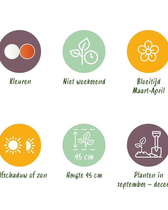 Bloembollen - Narcis Replete - Kleur Wit en Oranje - 10 stuks - Bolmaat 10/12 - XXL Pack