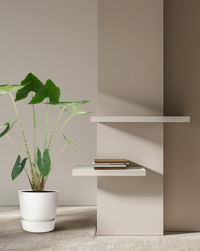 Alocasia Zebrina - 130 cm - ø32