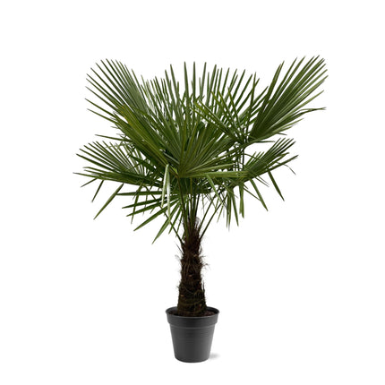 Trachycarpus Fortuneii - 160-180cm - Ø30 - 🚚 Envío Gratis