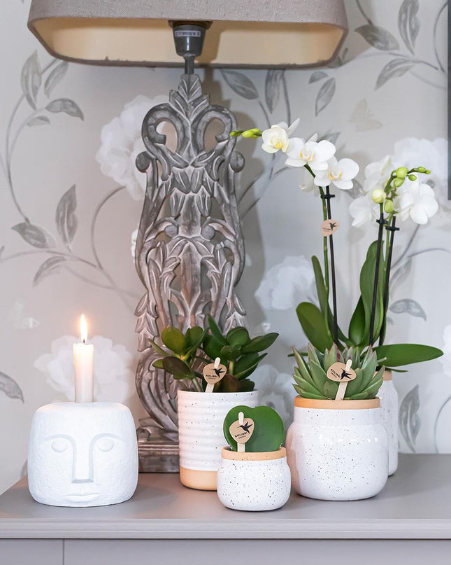 Kolibri Orchids - Surprise box mix - planten voordeel box - verrassingsbox met 4 verschillende orchideeën - vers van de kweker