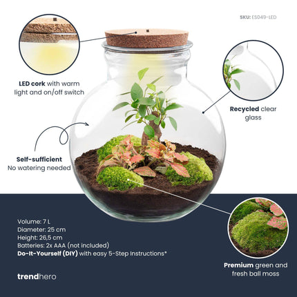 DIY Planten terrarium (met licht) - Teddy Bonsai - Ø 25 cm ↕ 26,5 cm - Met LED-kurk