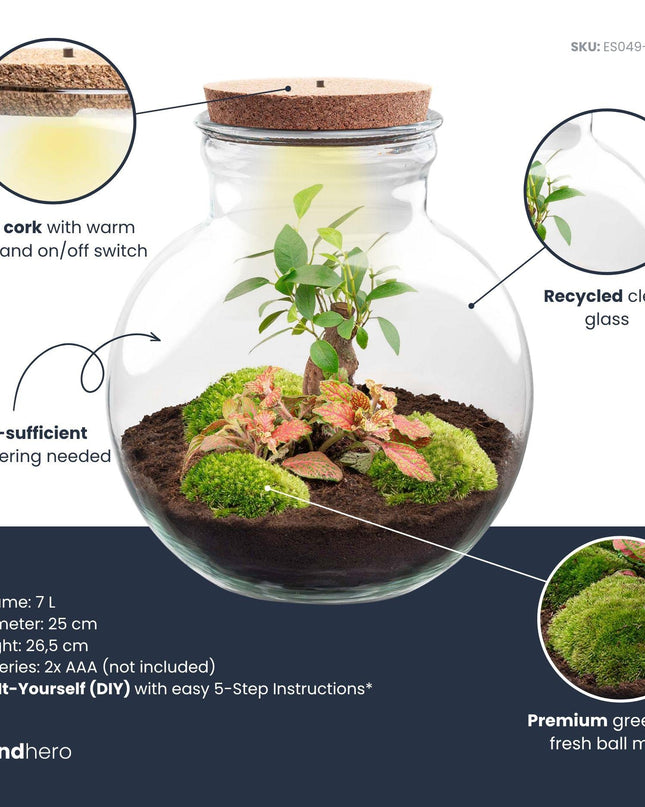 DIY Planten terrarium (met licht) - Teddy Bonsai - Ø 25 cm ↕ 26,5 cm - Met LED-kurk