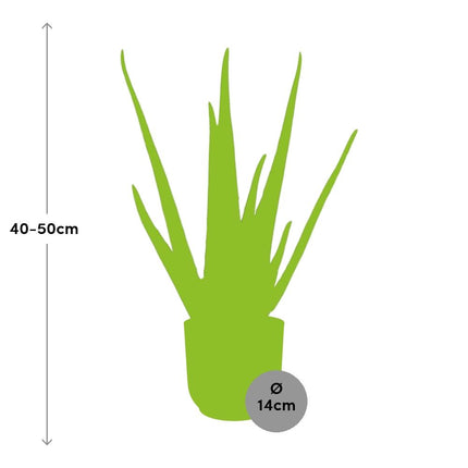Aloe Vera 12cm incl. pot ELHO Vibes Fold 14cm geel