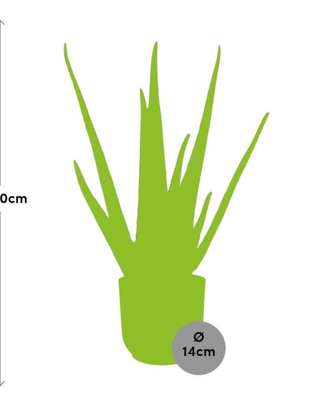 Aloe Vera 12cm incl. pot ELHO Vibes Fold 14cm geel
