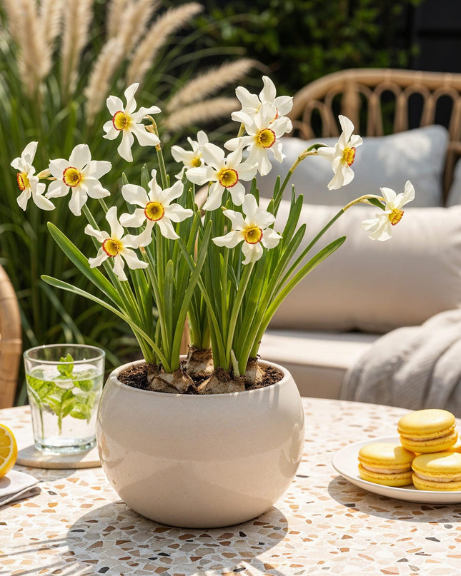 Bloembollen - Narcis Recurvus - Kleur Wit - 10 stuks - Bolmaat 12/14 - XXL Pack