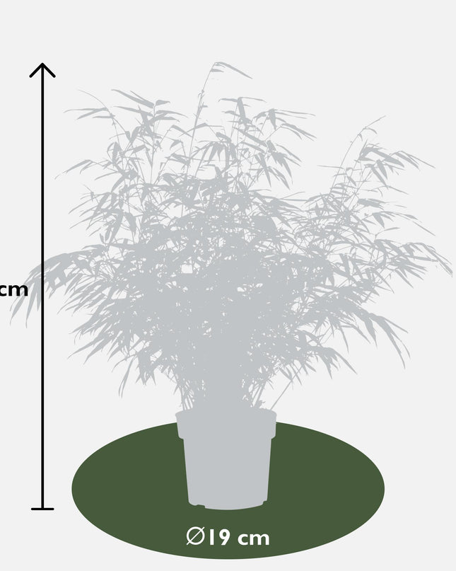 Fargesia rufa - Niet woekerende bamboe - Ø29cm - ↕80cm - Ø19 - ↨60cm