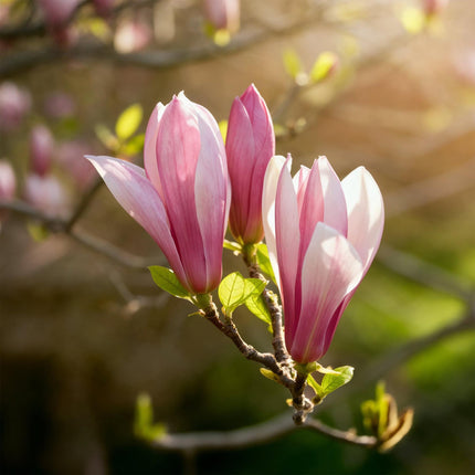 Magnolia Ricki - 3 pièces - Pot de 12 cm - Hauteur 30 cm
