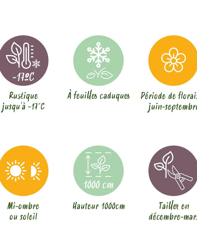 Klimroos Rosa Red Climber - 2 planten - Bloem Rood - Weinig onderhoud - Pot 11cm Hoogte 40cm