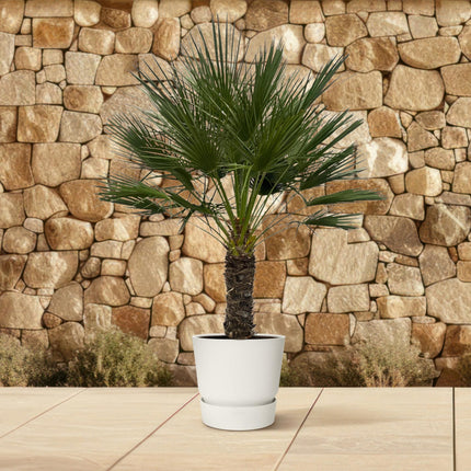 Chamaerops Humilis op stam - 150 cm - Ø45cm