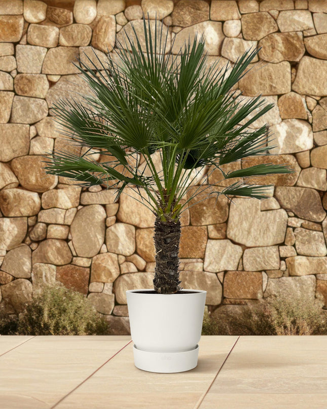 Chamaerops Humilis op stam - 150 cm - Ø45cm