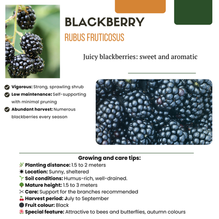 Mix di piante da frutto BIO 3 pezzi - Fico/ Kiwi/ Mora