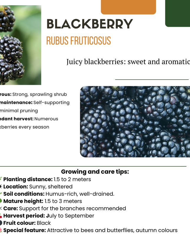 Mix di piante da frutto BIO 3 pezzi - Fico/ Kiwi/ Mora