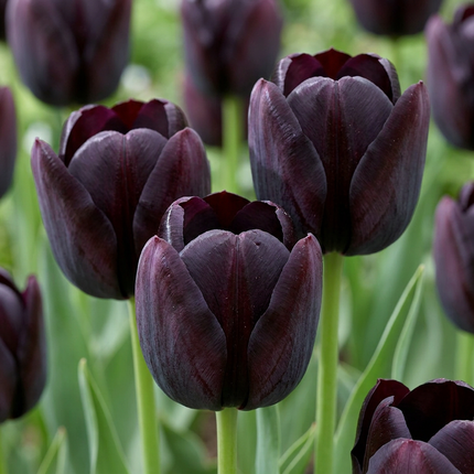 140x Tulipa Black – Schwarze Tulpe – Schwarz – Frühjahrsblüher – Zwiebelgröße 10/11