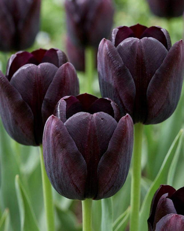 140x Tulipa Black – Schwarze Tulpe – Schwarz – Frühjahrsblüher – Zwiebelgröße 10/11