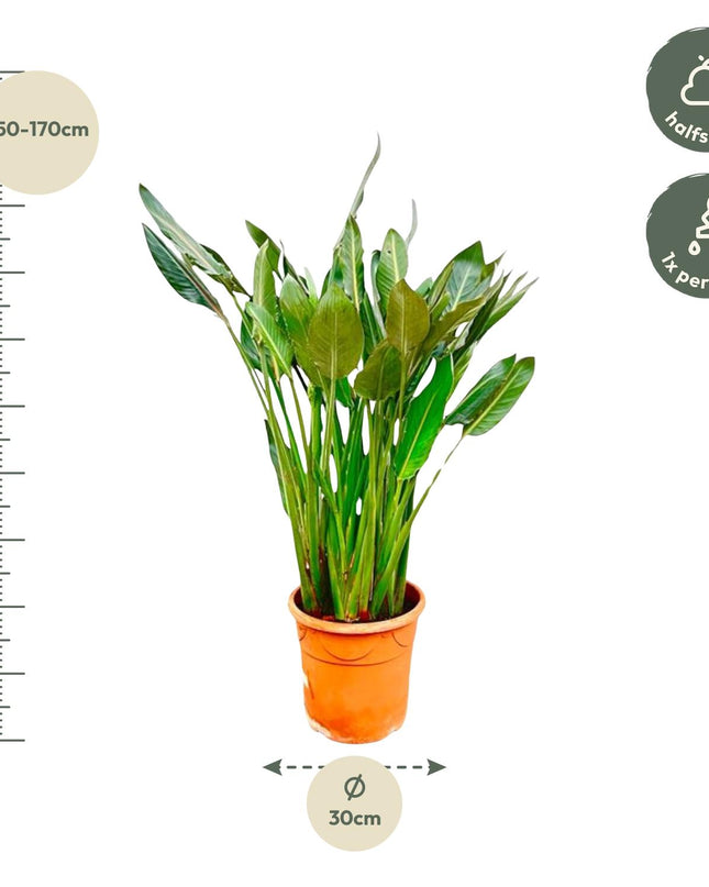 Strelitzia Reginae XL - 160cm - ⌀30