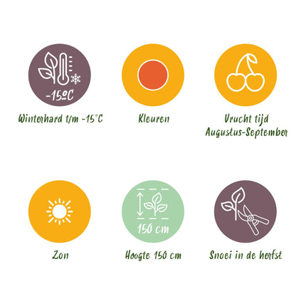 Goijbes Obstpflanzen - 6 Pflanzen - Bocksdorn - Winterhart - Topf 9 cm - Orange - Rote Frucht