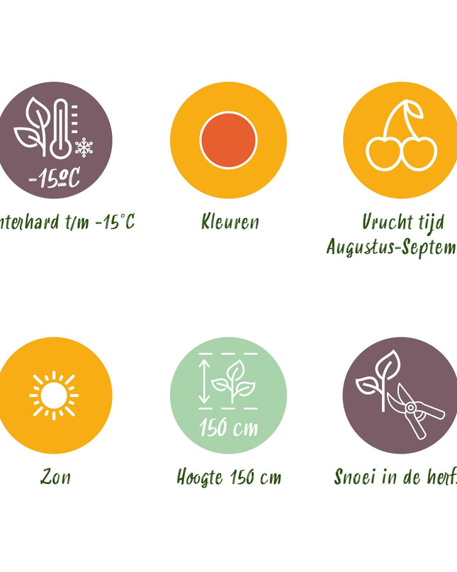 Goji Berry Fruit Plants - 6 plants - Lycium Barbarum - Hardy in Winter - Pot 9 cm - Orange - Red Fruit