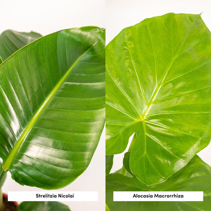 Strelitzia Nicolai - Ø19cm - ↕85cm + Alocasia Macrorrhiza - Ø19cm - ↕70cm - 2 planten