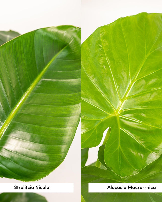 Strelitzia Nicolai - Ø19cm - ↕85cm + Alocasia Macrorrhiza - Ø19cm - ↕70cm - 2 planten