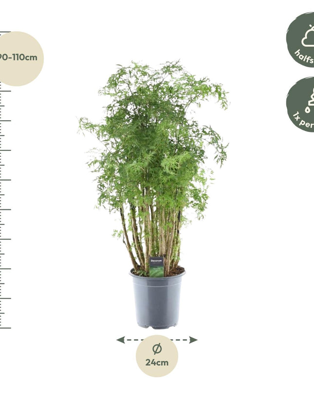 Polyscias Hawaiiana Ming - 100 cm - Ø24 cm