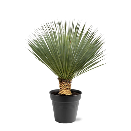 Yucca Rostrata - 100 - 120 cm - Ø40