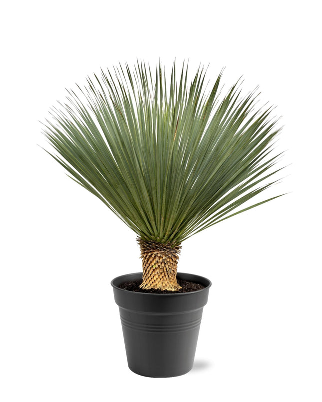 Yucca Rostrata - 100 - 120 cm - Ø40