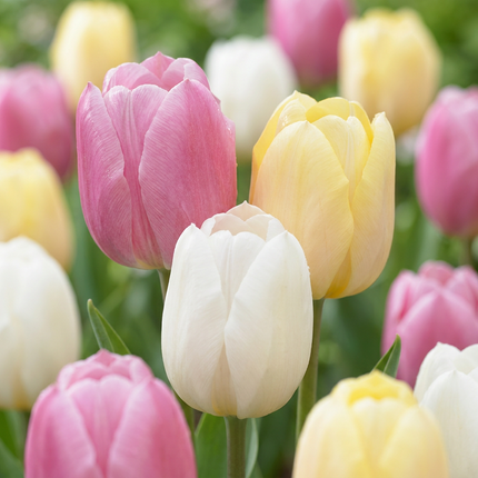 96x mezcla de Tulipa Sorbet - tulipán Sorbet mix - varios - floración primaveral - calibre del bulbo 11/12