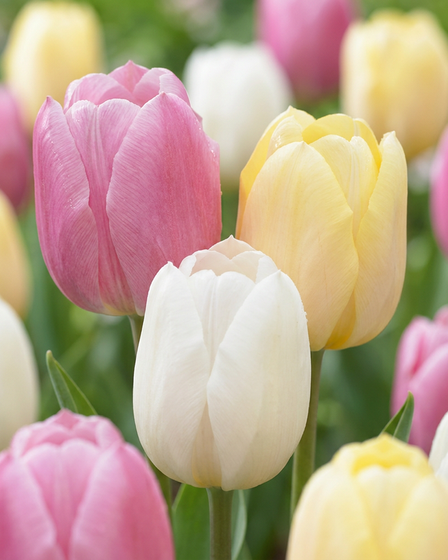 96x mezcla de Tulipa Sorbet - tulipán Sorbet mix - varios - floración primaveral - calibre del bulbo 11/12