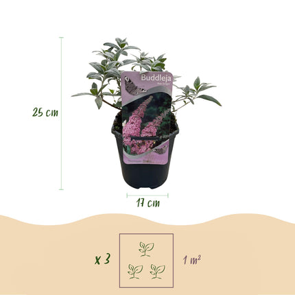 Vlinderstruik - Buddleja davidii Pink Delight - Bloem Roze - 1 Plant - Bladverliezend - Vlinderlokkend -  Pot 17cm Hoogte 25cm
