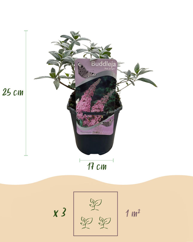 Vlinderstruik - Buddleja davidii Pink Delight - Bloem Roze - 1 Plant - Bladverliezend - Vlinderlokkend -  Pot 17cm Hoogte 25cm