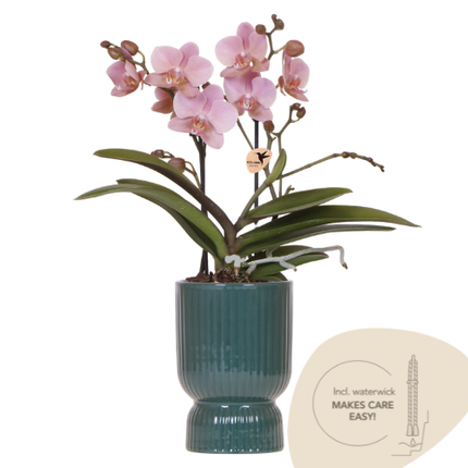 Oudroze Treviso Orchidee + grüner Diabolo Übertopf | Topfgröße Ø9cm | blühende Zimmerpflanze – frisch vom Züchter | inkl. Wasserstandsanzeiger