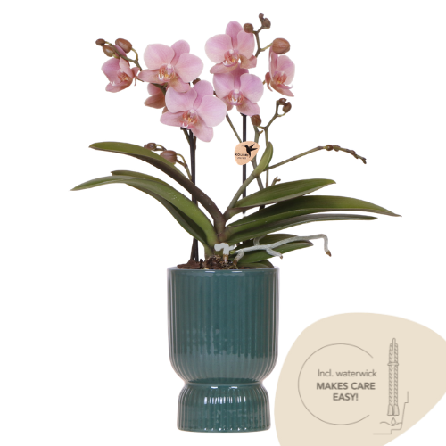 Oudroze Treviso Orchidee + grüner Diabolo Übertopf | Topfgröße Ø9cm | blühende Zimmerpflanze – frisch vom Züchter | inkl. Wasserstandsanzeiger