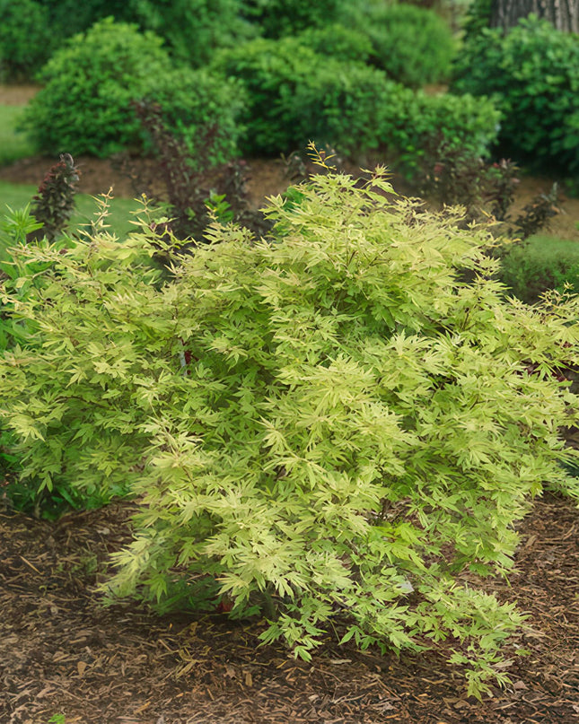 Acero giapponese - Acer palmatum Methamorphosa - 2 pezzi - Vaso 19 cm Altezza 70 cm