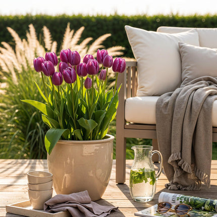 Bloembollen - Tulp Triumph Purple - Kleur Paars - 15 stuks - Bolmaat 11/12 - XXL Pack