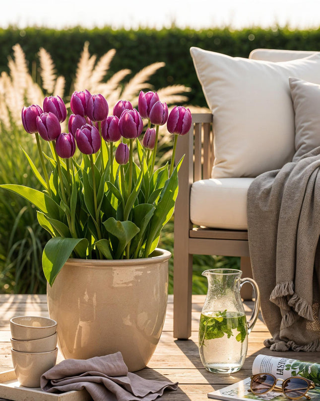 Bloembollen - Tulp Triumph Purple - Kleur Paars - 15 stuks - Bolmaat 11/12 - XXL Pack